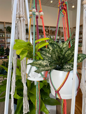 Macrame Plant Hanger Workshop @ Planted